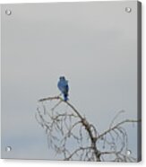 Blue Bird In The Wind 1 Acrylic Print