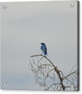 Blue Bird In The Wind 4 Acrylic Print