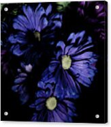 Blue Chrysanthemum Acrylic Print