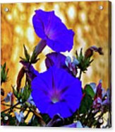 Blue Flowers Gold Acrylic Print
