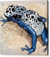 Blue Froggy Acrylic Print
