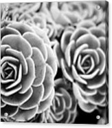 Blue Garden Black And White Version Acrylic Print