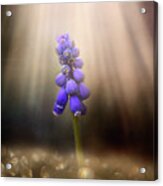 Blue Grape Hyacinth Print Acrylic Print