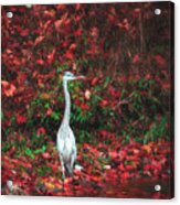 Blue Heron And Red Autumn Leaves Acrylic Print