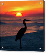 Blue Heron Beach Sunset Acrylic Print