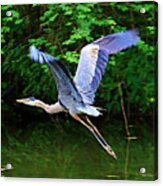 Blue Heron In Flight Acrylic Print