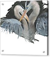 Blue Heron Love Acrylic Print