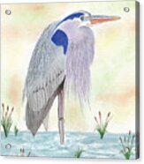 Blue Heron Standing Acrylic Print