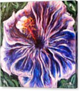 Blue Hibiscus Acrylic Print