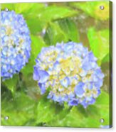 Blue Hydrangea Deux Watercolor Acrylic Print
