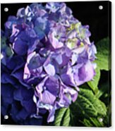 Blue Hydrangea Flower Acrylic Print
