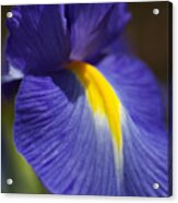 Blue Iris With Yellow Acrylic Print