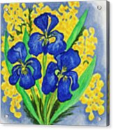Blue Irises And Mimosa Acrylic Print