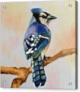 Blue Jay Acrylic Print