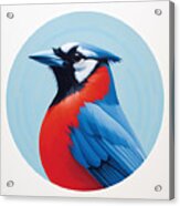 Blue Jay Paintings Acrylic Print