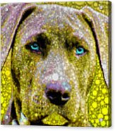 Blue Lacy In Yellow Acrylic Print