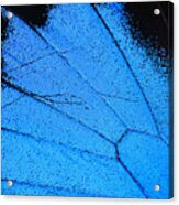 Blue Morpho Butterfly Wing Macro Close Up Acrylic Print