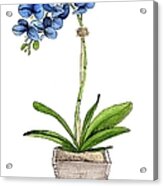 Blue Mystique Orchids In Wood Planter Acrylic Print