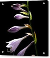Blue Plantain Lily 2 Acrylic Print