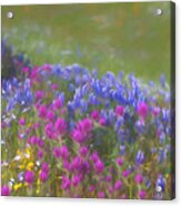 Blue Purple And Yellow Wildflowers Acrylic Print