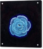 Blue Rose Acrylic Print