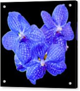 Blue Vanda Orchids, 1-22 Acrylic Print