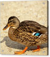 Blue Winged Teal Acrylic Print