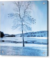 Blue Winter Tree Acrylic Print