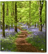 Bluebell Wood, England, Uk Acrylic Print