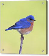 Perched Bluebird 1 Acrylic Print