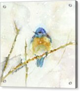 Bluebird In Snow Acrylic Print