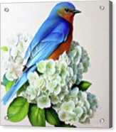 Bluebird In The White Hydrangea Acrylic Print