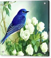 Bluebird In The White Roses Acrylic Print