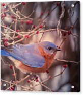 Bluebird In Winter 2 Wilsons Creek Springfield Acrylic Print