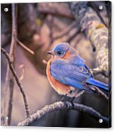 Bluebird In Winter Acrylic Print