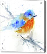 Bluebird On Branch Acrylic Print