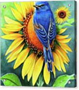 Bluebird On The Sunflower Acrylic Print