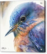 Bluebird Portrait Acrylic Print
