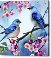 Bluebirds In The Cherry Tree Acrylic Print
