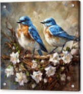 Bluebirds On The Nest Acrylic Print