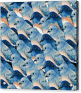 Bluebirds Pattern Acrylic Print