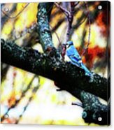 Bluejay In Watercolor Acrylic Print