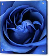 Bold Blue Rose Acrylic Print