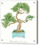 Bonsai Trees - Prostrata Juniper Acrylic Print