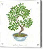 Bonsai Trees - Star Jasmine Acrylic Print