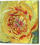 Border Charm Peony Acrylic Print