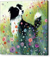 Border Collie In A Flower Field Acrylic Print