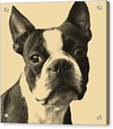 Boston Terrier Portrait Acrylic Print