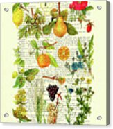 Botanical Fruit Chart In Color On Antique French Book Page Acrylic Print