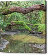 Botany Bay Plantation Maritime Forest Nine Acrylic Print